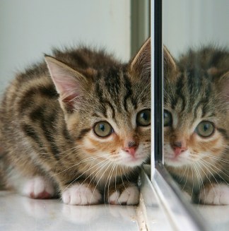 kitten_and_partial_reflection_in_mirror